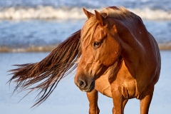 Wild Horse of OBX