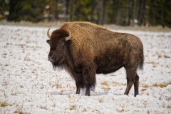 Bison1