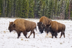 Bison3