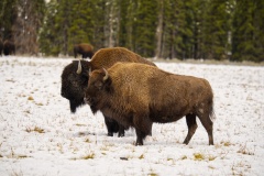 Bison4