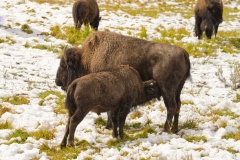 Bison5