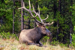 Elk1