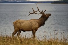 Elk2