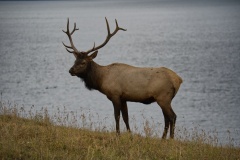 Elk3