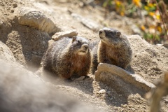 Marmot2