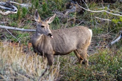 MuleDeer